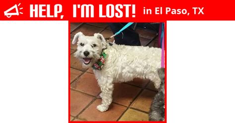 el paso lost and found dogs|found dog el paso tx.